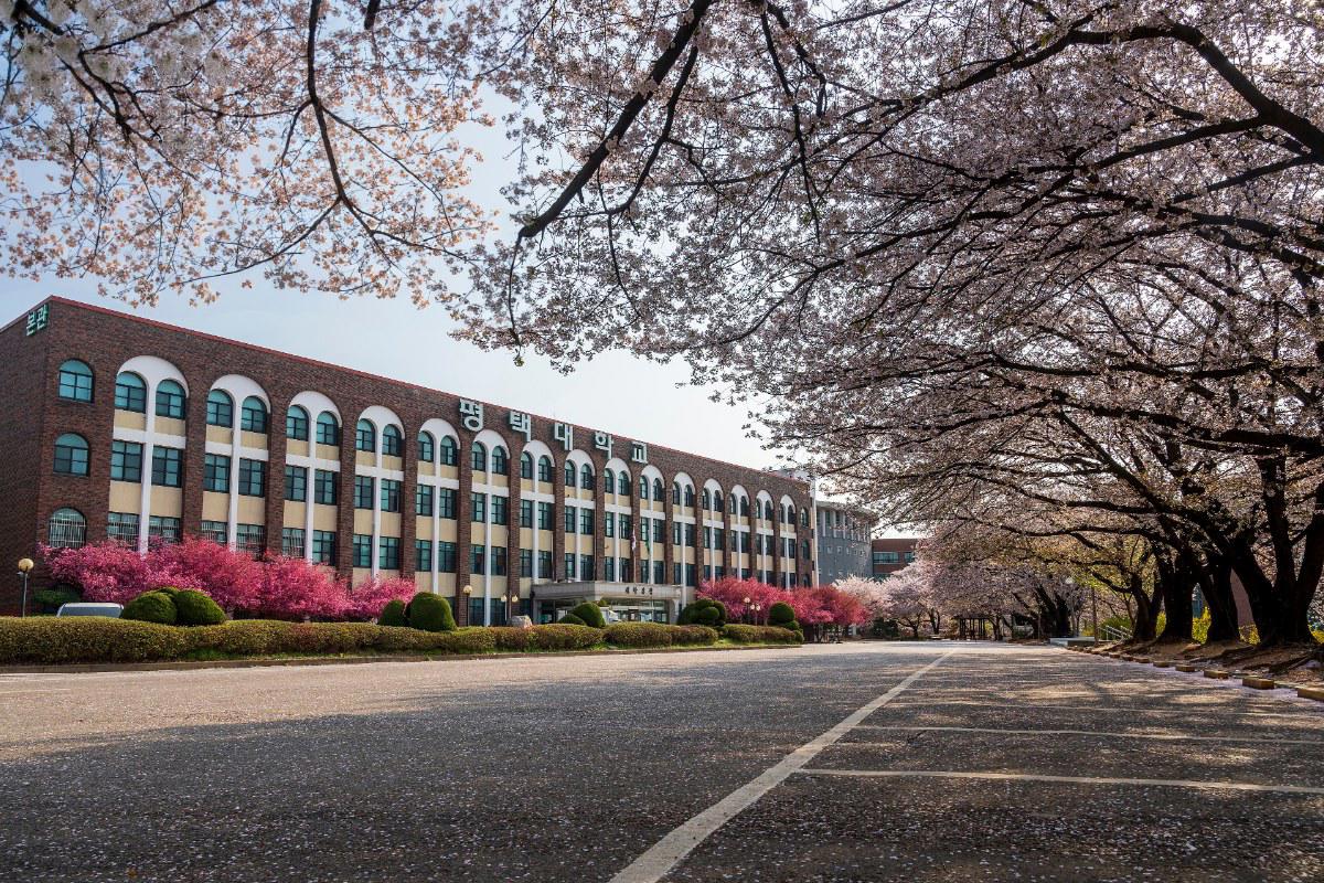 Con đường hoa anh đào trong khuôn viên Đại học Pyeongtaek mùa xuân