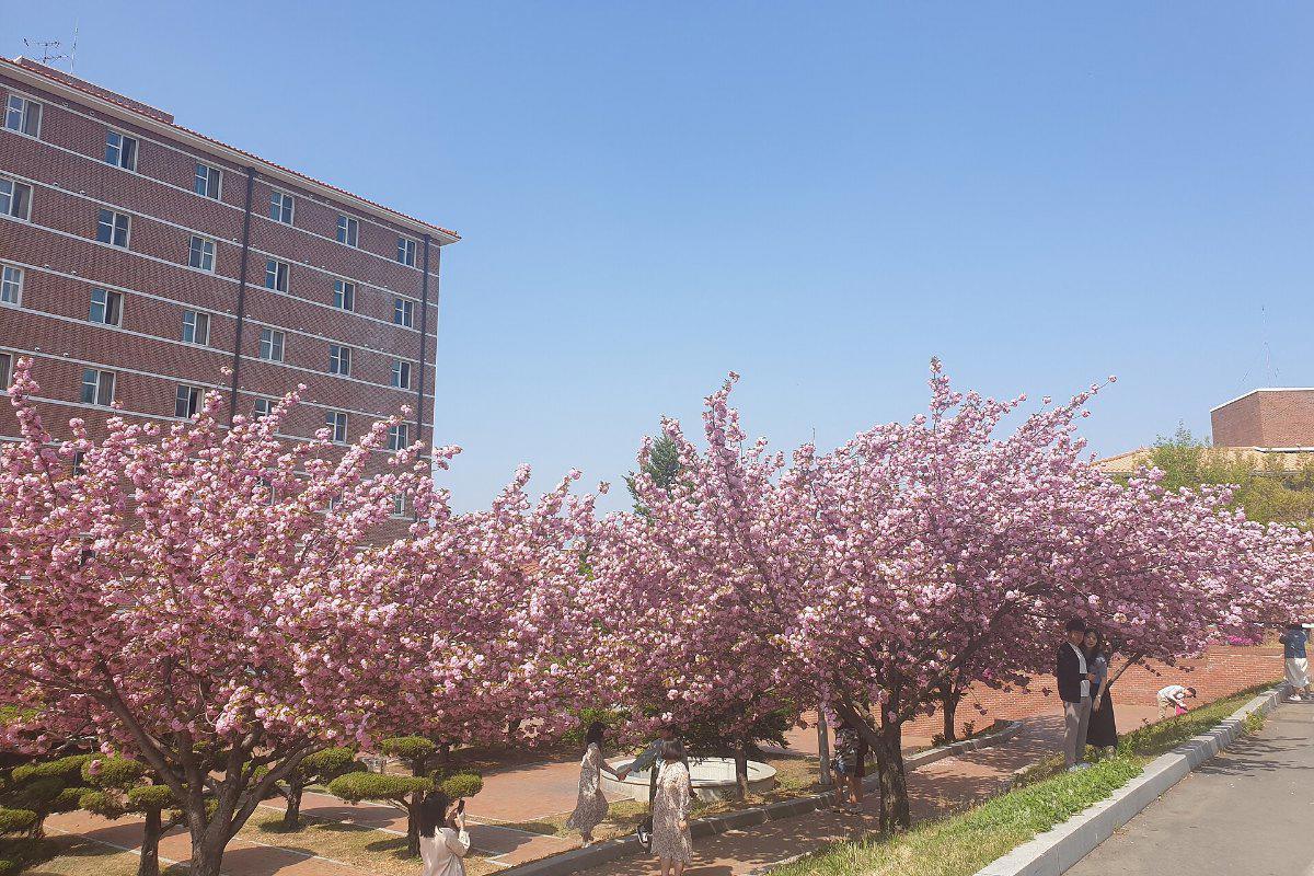 Hàng hoa anh đào nở trong khuôn viên Đại học Daegu